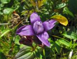 Gentianella auriculata. Цветок. Камчатский край, Алеутский р-н, о-в Медный, бух. Глинка, влажный участок в тундре. 04.08.2017.