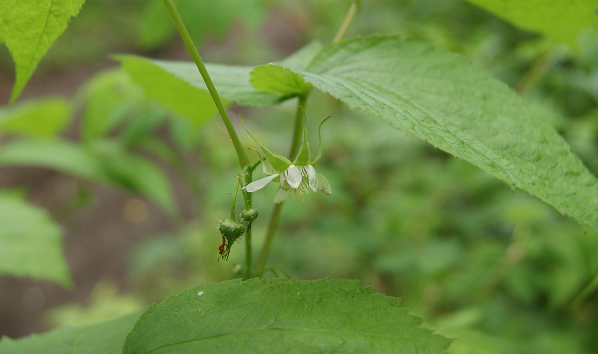 Изображение особи Rubus matsumuranus.