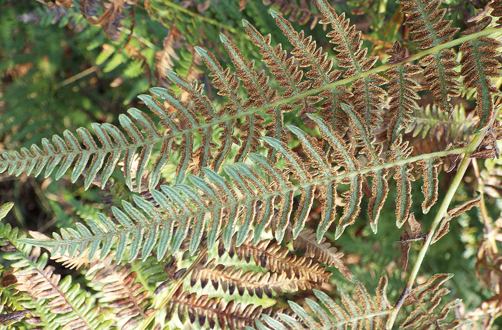 Изображение особи Pteridium tauricum.