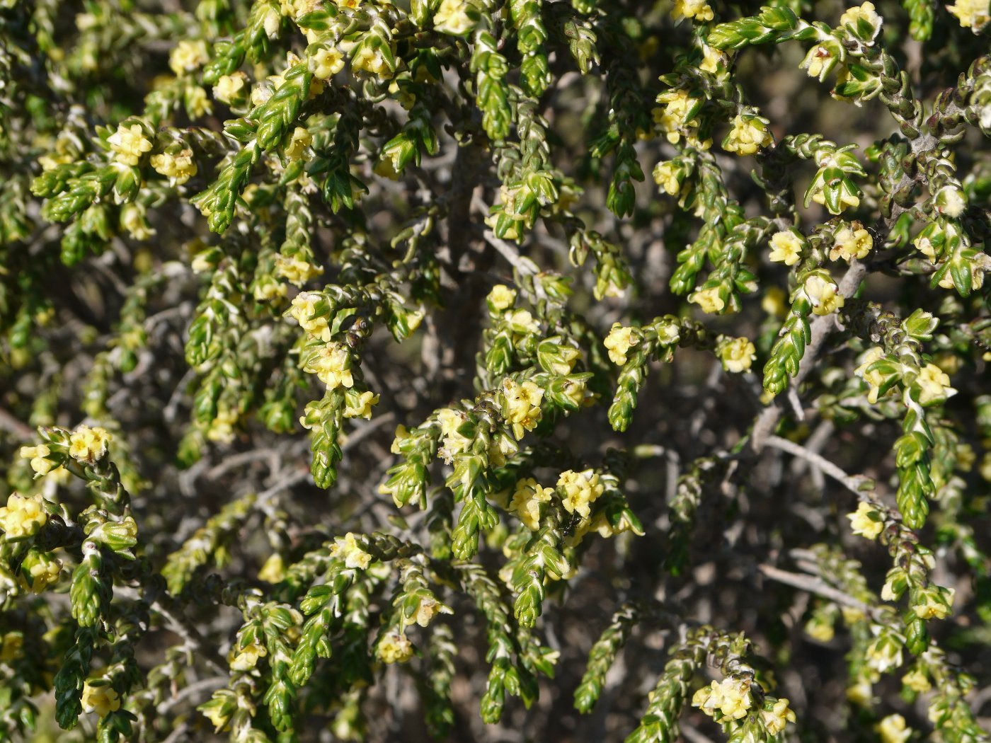 Изображение особи Thymelaea hirsuta.