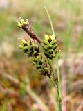 Carex paupercula