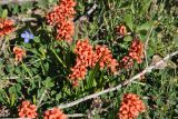 Indigofera procumbens