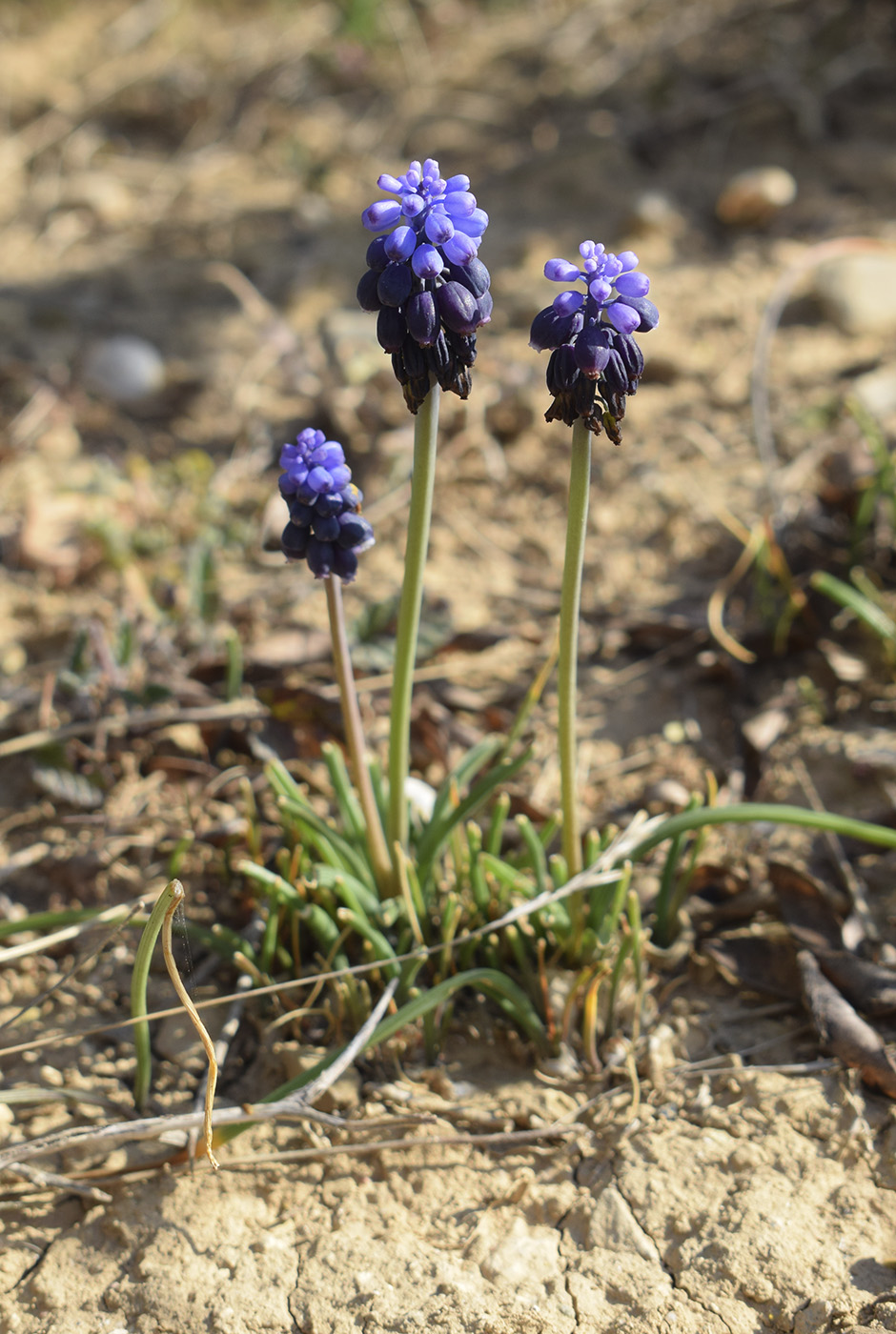 Изображение особи Muscari neglectum.