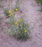 Hieracium filifolium. Цветущее растение. Пермский край, Оханский р-н, Кунчурихинский бор, грунтовая, песчаная дорога вдоль хвойного леса. 18.08.2018.