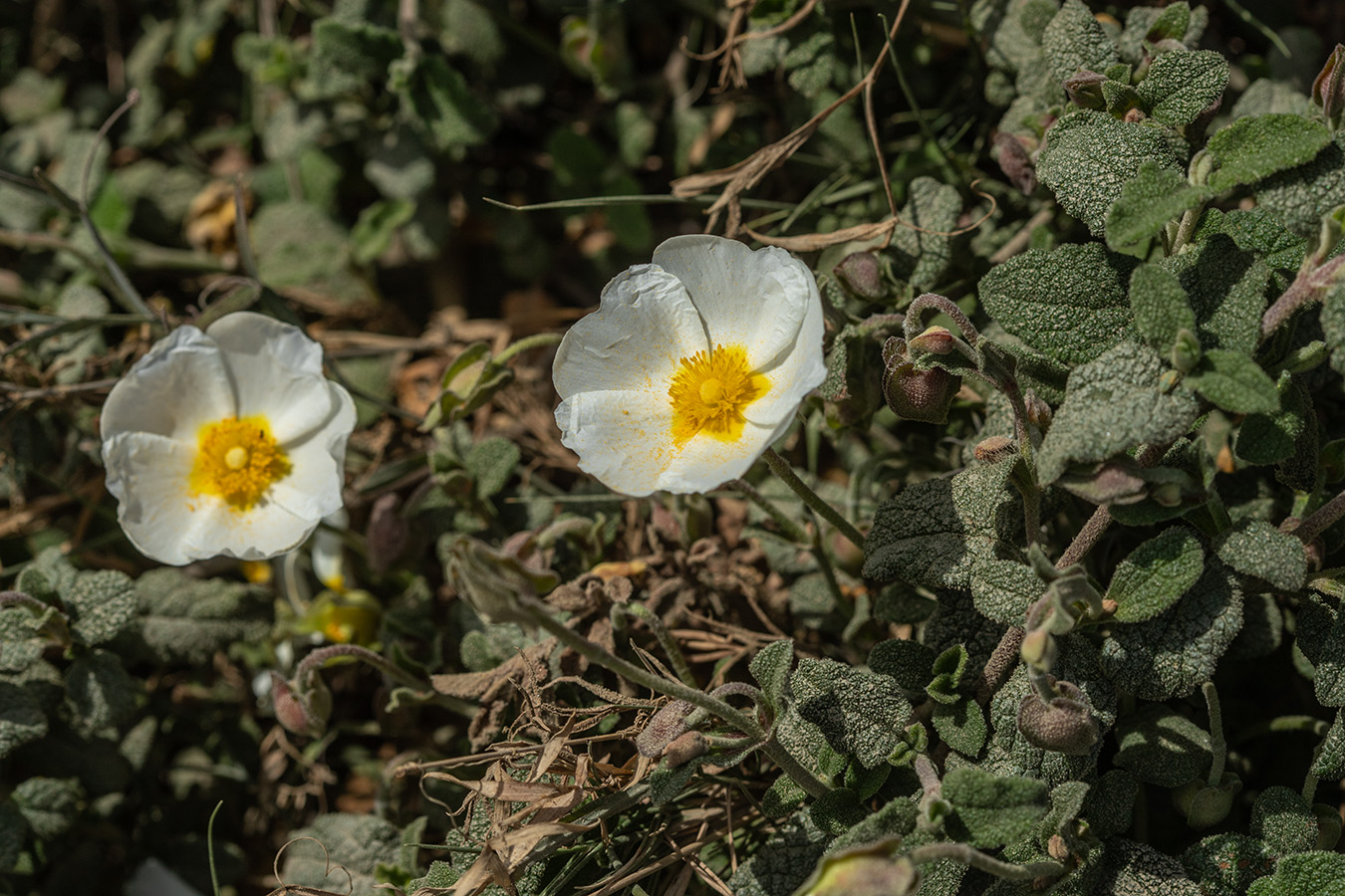 Image of Cistus salviifolius specimen.