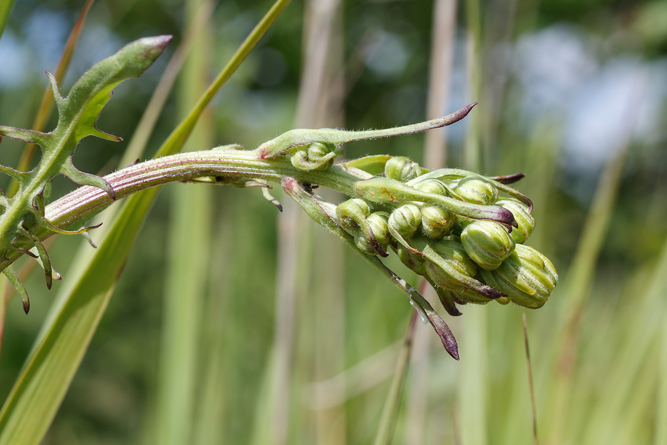 Изображение особи Crepis biennis.