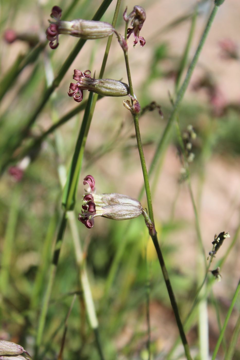 Изображение особи Silene graminifolia.