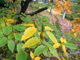 Betula ermanii