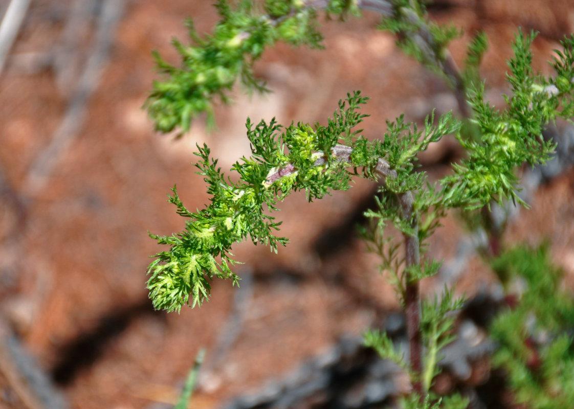 Изображение особи Artemisia viridis.