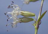 Silene foliosa