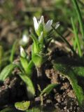 Cerastium semidecandrum. Цветущее растение. Нидерланды, провинция Drenthe, национальный парк Drentsche Aa, заказник Gasterse Duinen, вересковая пустошь. 10 апреля 2011 г.