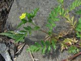 Potentilla supina