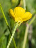 Ranunculus constantinopolitanus