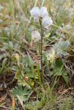 Aconitum rotundifolium