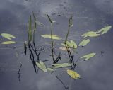 Sagittaria sagittifolia