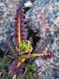Pedicularis sceptrum-carolinum. Отцветшее растение. Кольский п-ов, Восточный Мурман, губа Вящина. 19.07.2009.