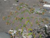 Euphorbia nutans