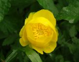 Trollius europaeus