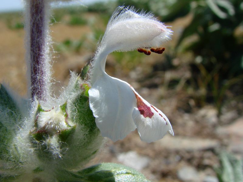 Изображение особи Phlomoides eriocalyx.