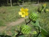 Abutilon theophrasti