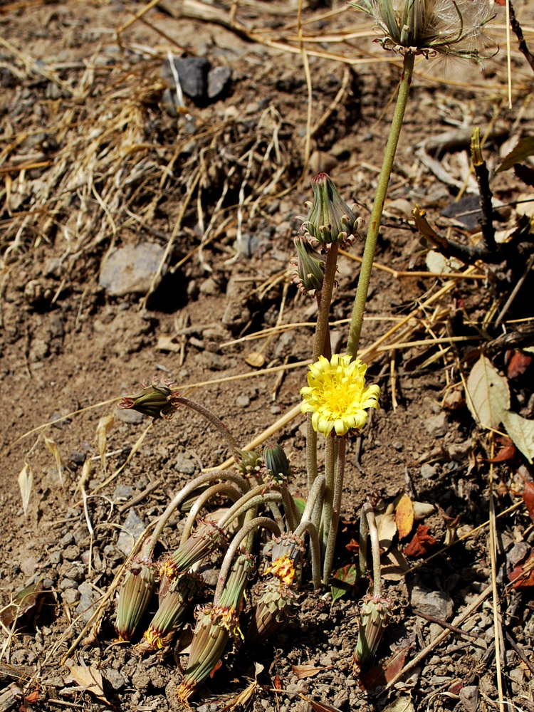 Изображение особи Taraxacum turcomanicum.