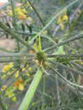 Parkinsonia aculeata