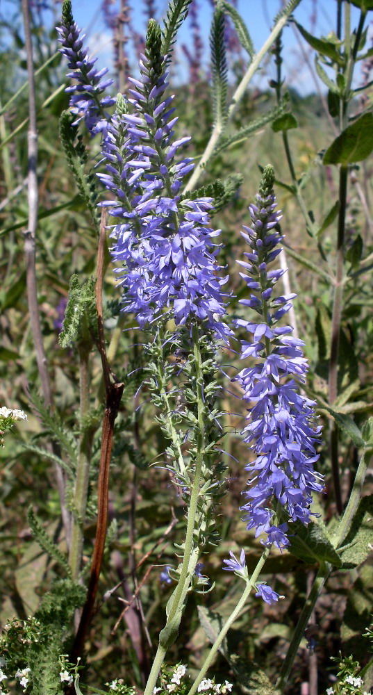 Изображение особи Veronica orchidea.