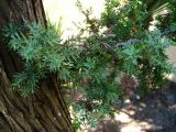 Juniperus drupacea