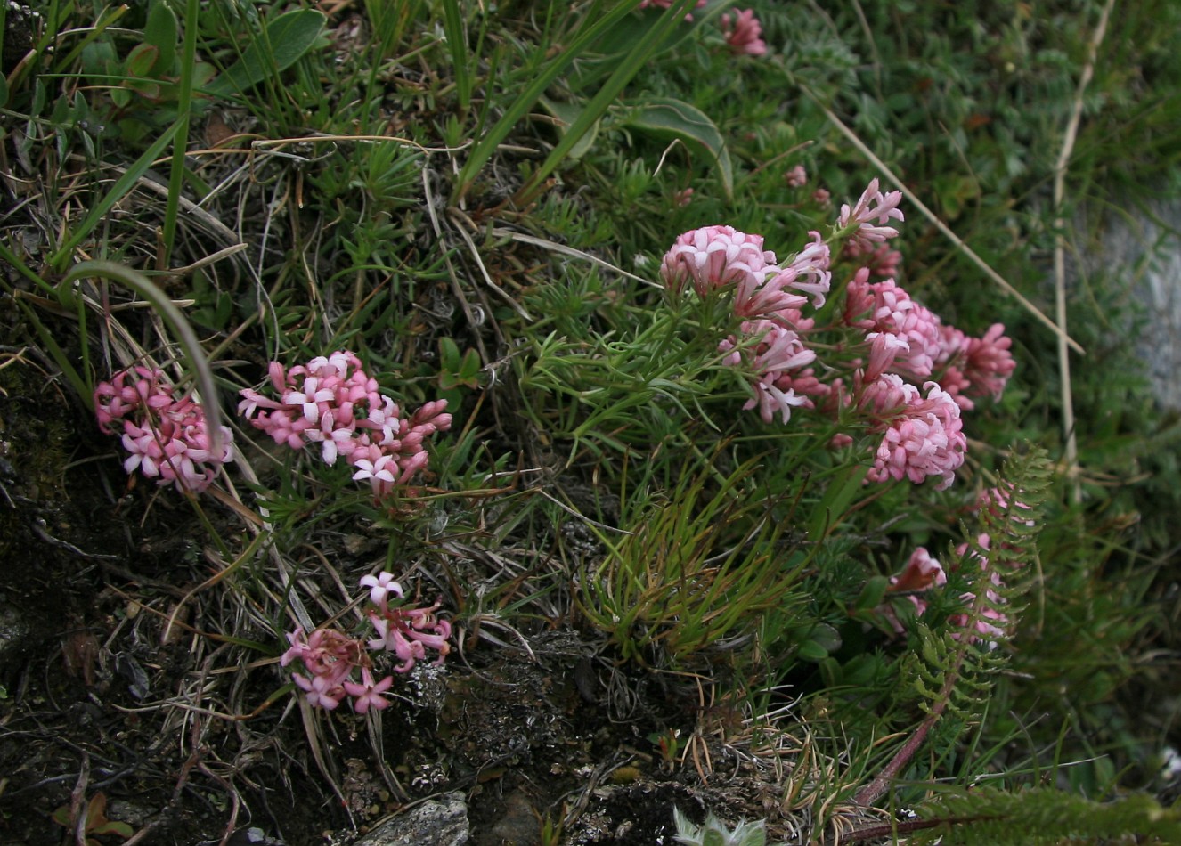 Image of Asperula abchasica specimen.