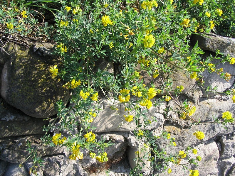 Изображение особи Medicago falcata.