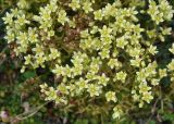 Saxifraga funstonii. Цветки и плоды. Камчатский край, Ключевская группа вулканов, окр. перевала Толбачинский. 21.07.2013.