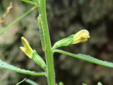 Pedicularis labradorica