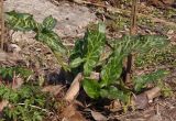 Arum italicum