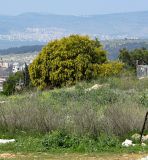 Acacia saligna. Цветущее растение на выположенной части склона. Израиль, Нижняя Галилея, г. Верхний Назарет. 26.03.2014.
