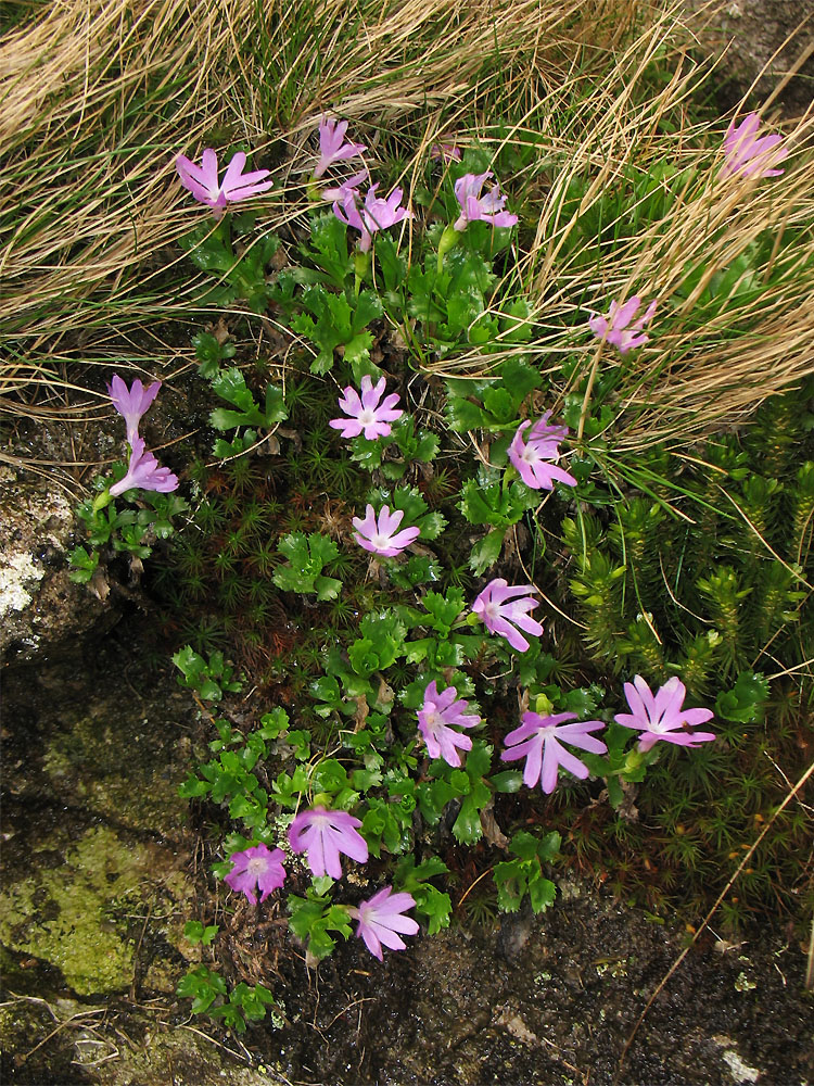 Image of Primula minima specimen.