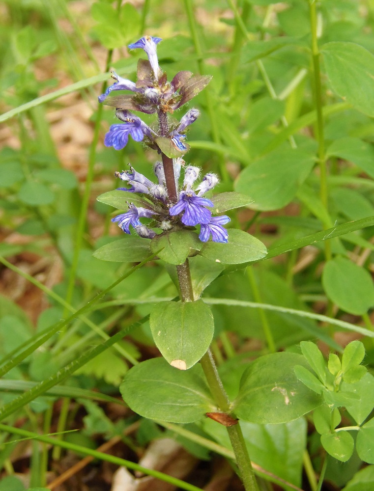 Изображение особи Ajuga reptans.