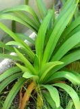 Agapanthus africanus