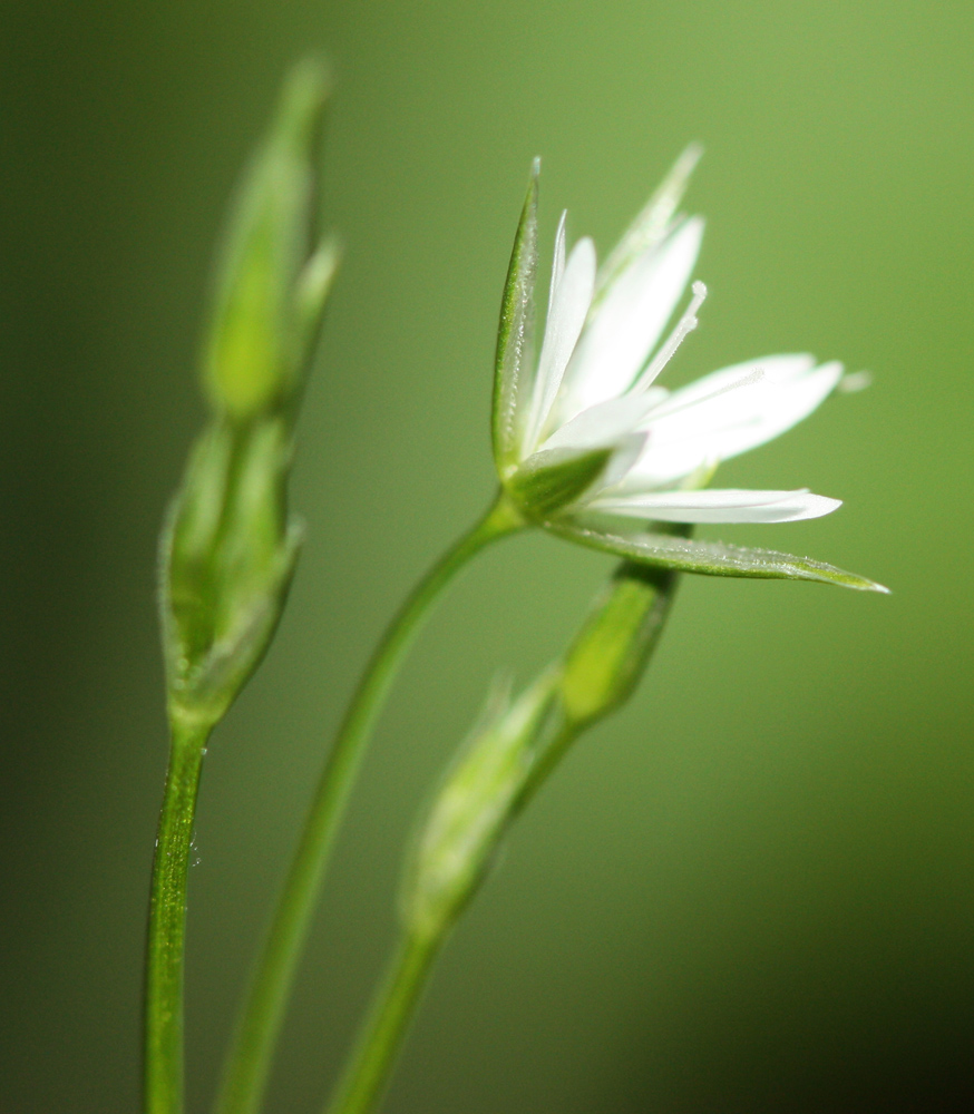 Изображение особи Stellaria graminea.