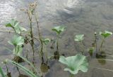 Petasites radiatus