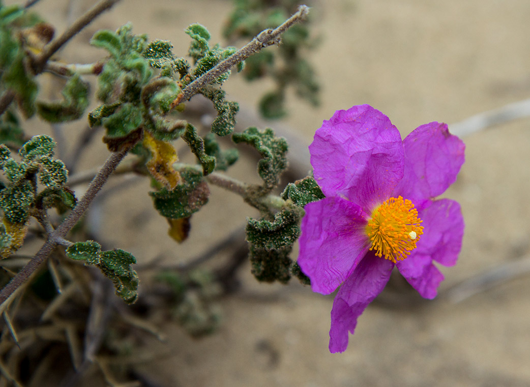 Изображение особи Cistus creticus.