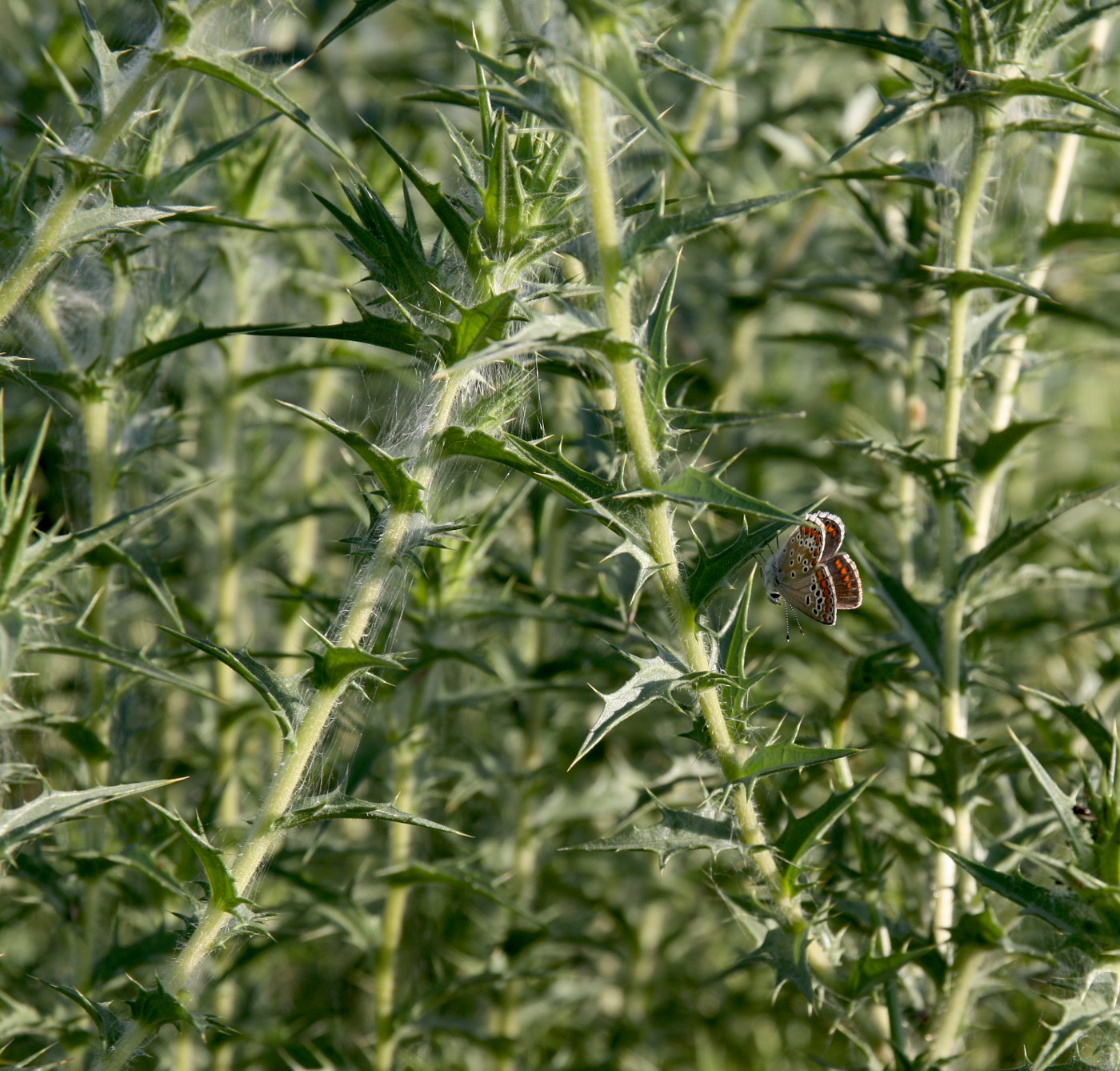 Изображение особи Carthamus lanatus.