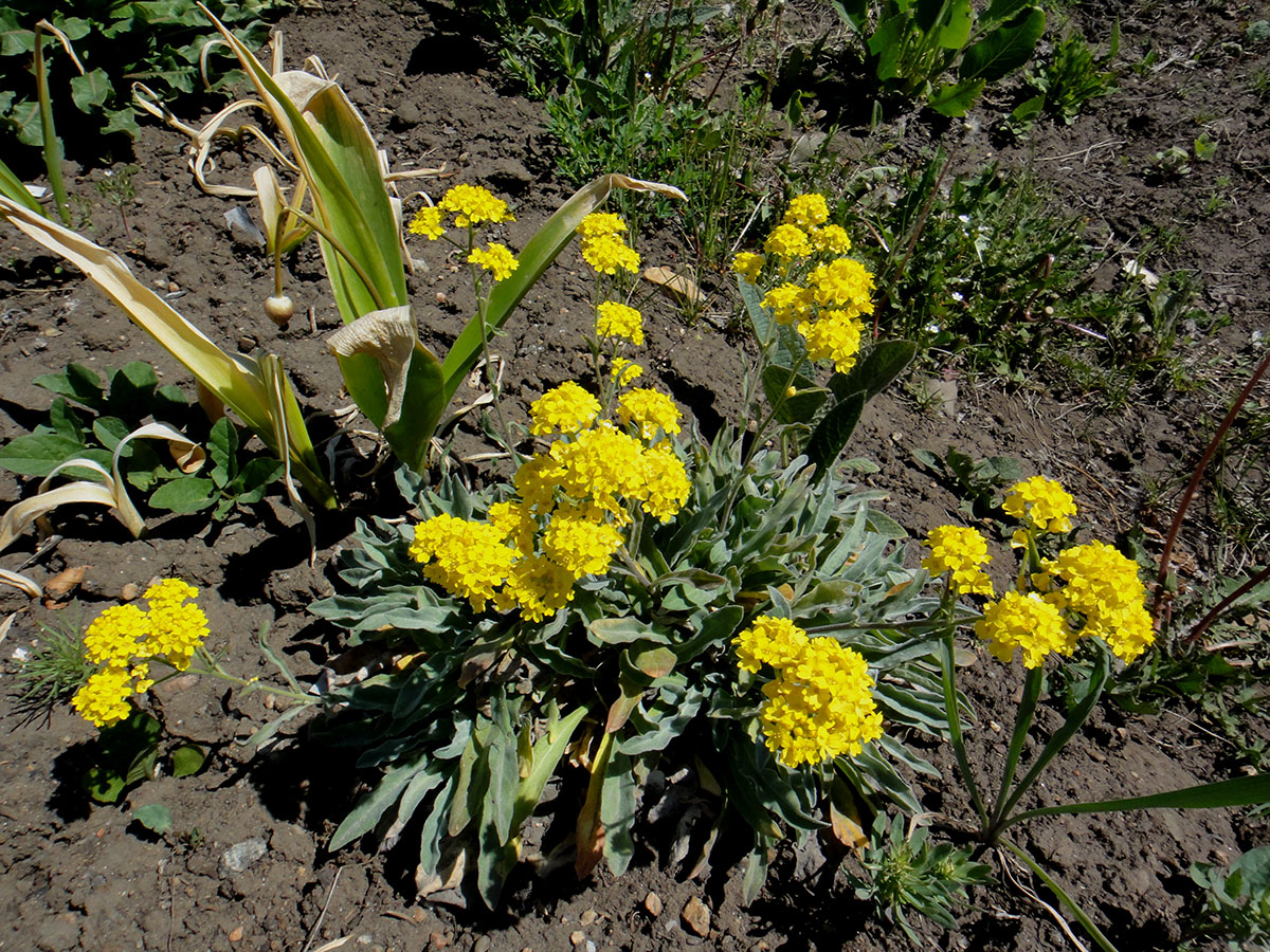 Изображение особи Aurinia saxatilis.