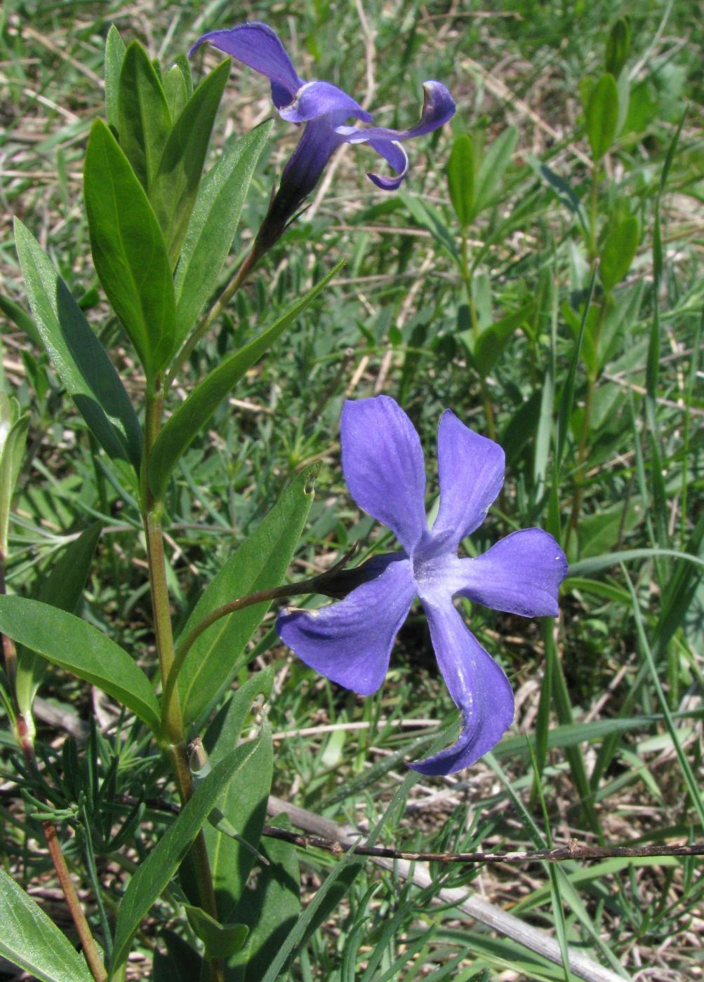 Изображение особи Vinca herbacea.