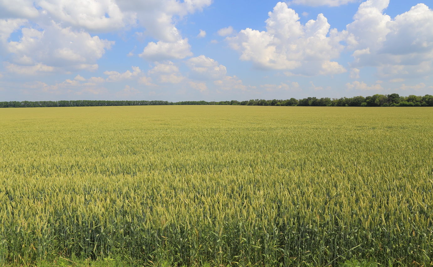 Изображение особи Triticum aestivum.