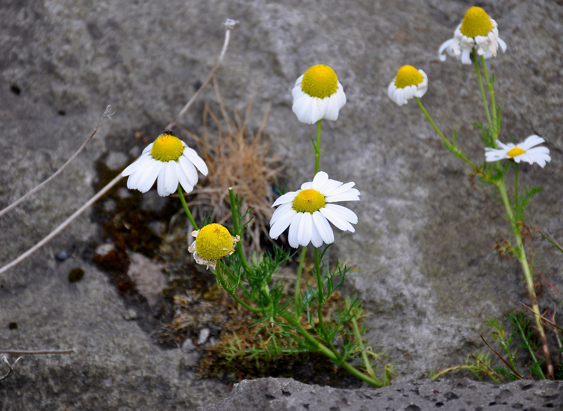 Изображение особи Tripleurospermum maritimum.