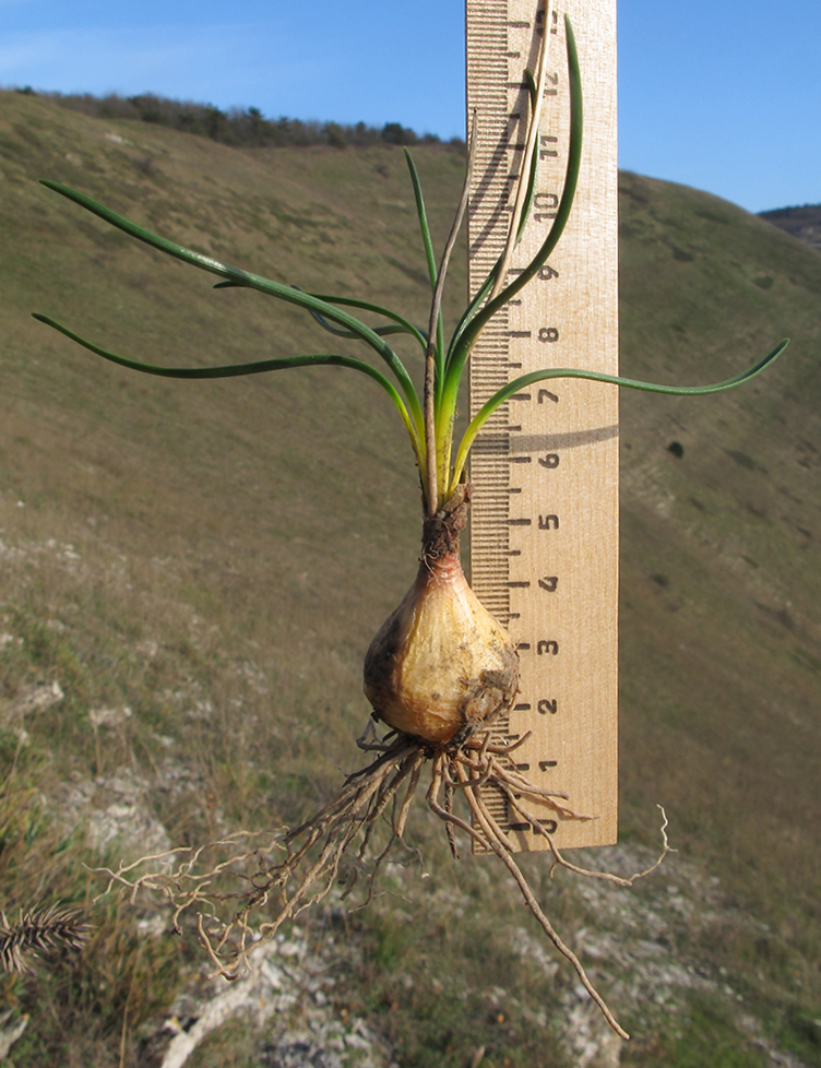 Image of Prospero autumnale specimen.