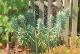 Euphorbia rigida. Вегетирующее растение. Черноморское побережье Кавказа, г. Новороссийск, в культуре. 14 августа 2015 г.