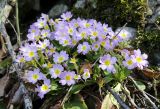 Primula vulgaris