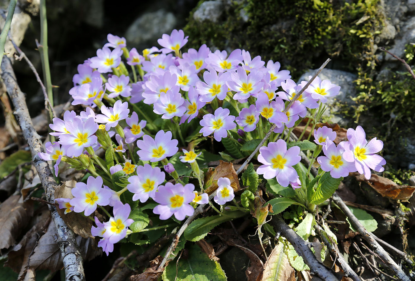 Изображение особи Primula vulgaris.