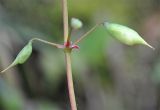 Epimedium colchicum